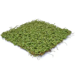Moss mat panel