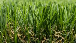 Trulawn Supreme Artificial Grass (5 Metres)