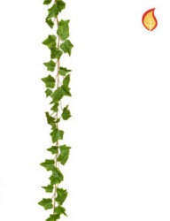Trailing Ivy plant FR protected