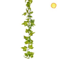 Trailing Ivy plant UV protected