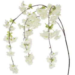 Cherry Blossom White