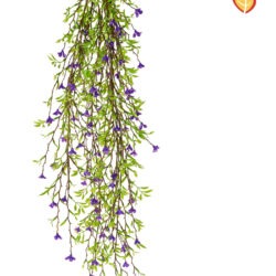 Purple Jasmine trailing plant