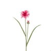 pink corn flower