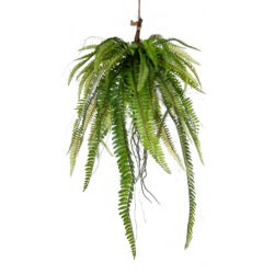 Fern Moss Ball Trail