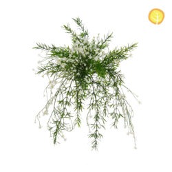 Baby's Breath White UV Infill