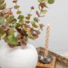 Eucalyptus Autumn Spray in pot