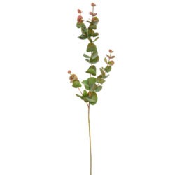 Eucalyptus