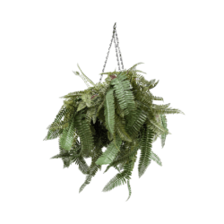 Hanging Fern Basket